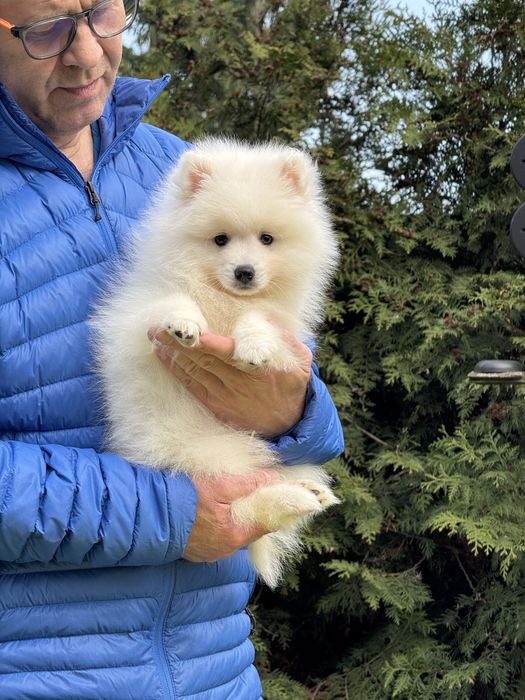 Szpic Japoński - nie Samoyed - Cudny maluch - ZKwP / FCI