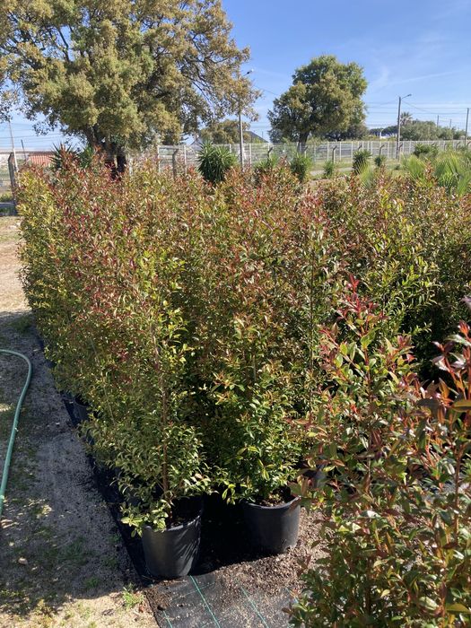 Eugénias myrtifolia, sebes