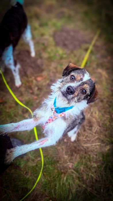 Mała BRUKSELKA bardzo na Ciebie czeka !