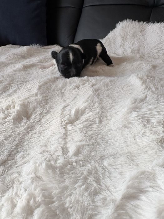 Piesek  Biewer samiec