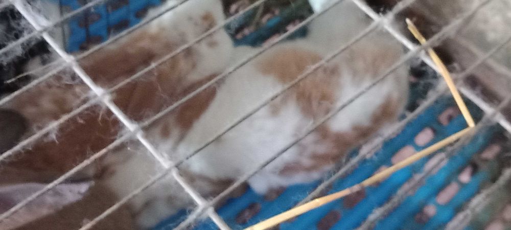 Vendo coelhos de raça grande