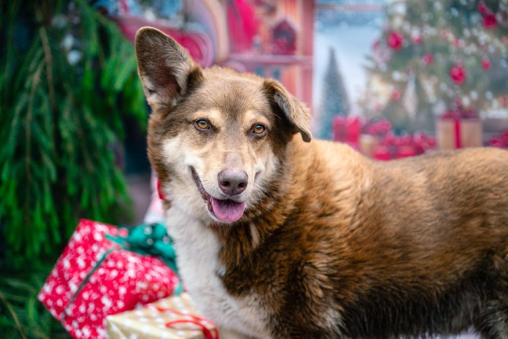 Czekoladowy Maksiu marzy o swoim domku