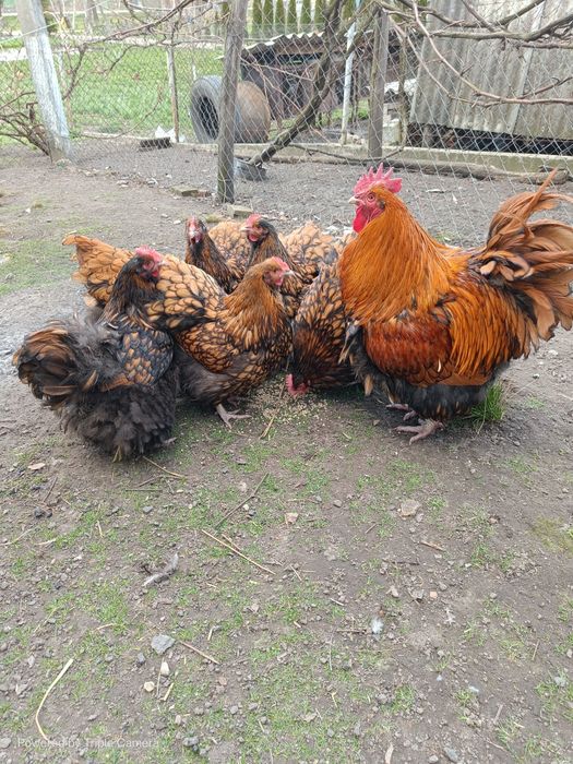 Орпінгтон золотий інкубаційні яїчка!