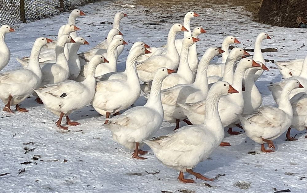 Інкубаційне яйце гусей породи Мамут