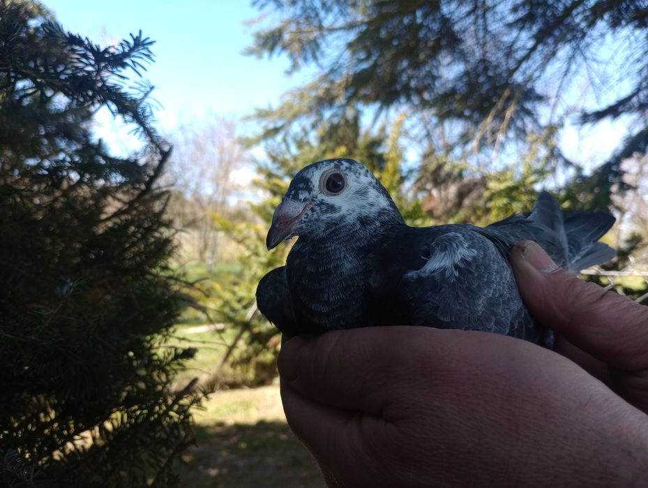 Witam mam do sprzedania młodego gołębia
