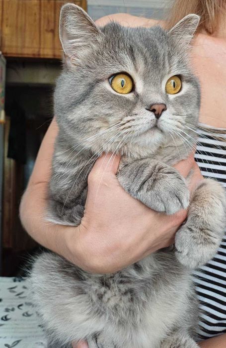 Кіт для вязки. Скоттішь страйт