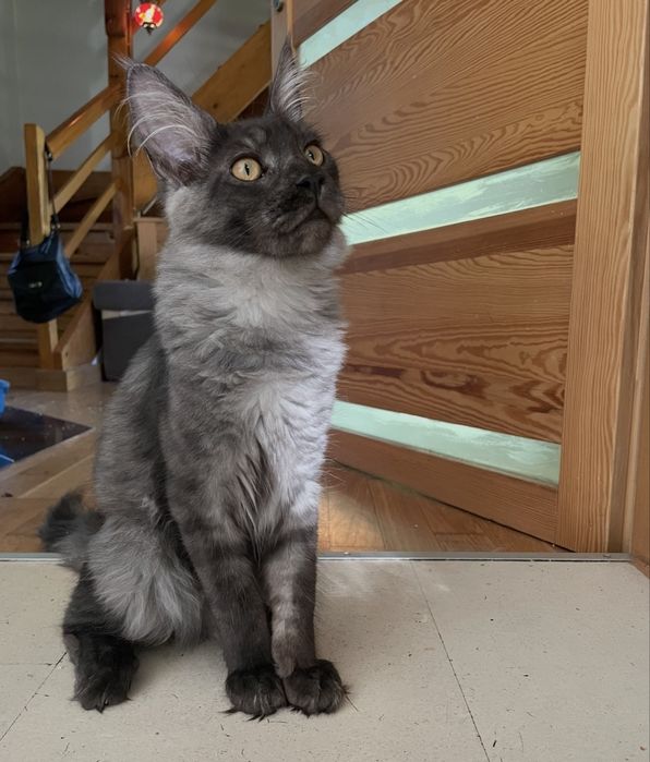 Dymny Aragon of Coty Coli