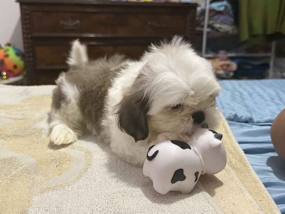 Shih-Tzu macho puro