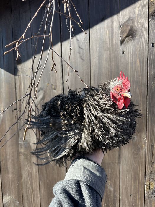 Koguty Kochin miniaturowy lokowany