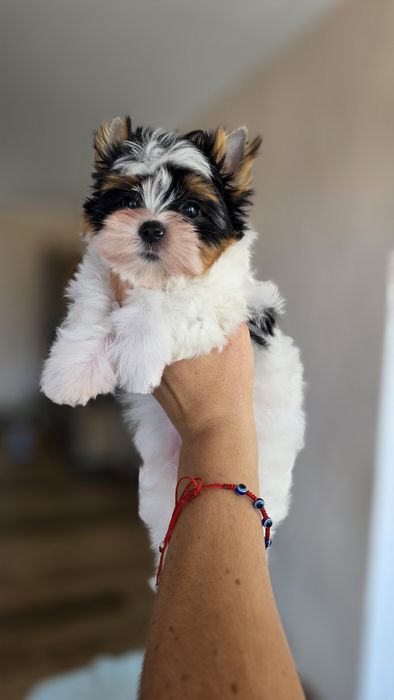 Biewer Yorkshire terrier - chłopczyk