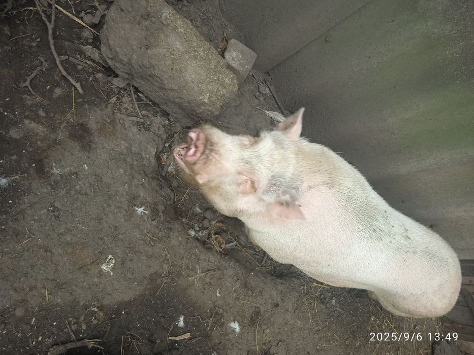 Продается кабан вьетнамской породы