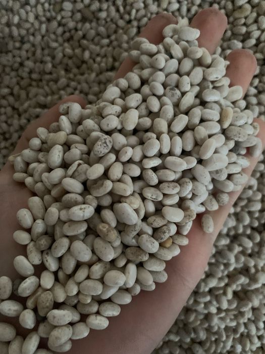 Продам Квасолю Nevi Beans ОПТ! Торг