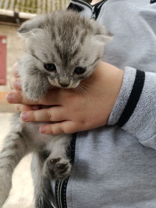Котенок веслоухая девочка.