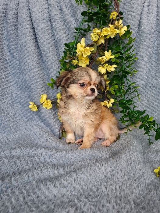 Excelente super mini menina pelo comprido Chihuahua/Chiuaua de Qualidade, Linhagem Russa