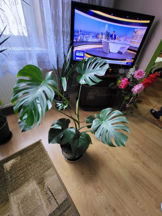 Sprzedam monstera dracena  Palma Szaflara aloes clusia fikus