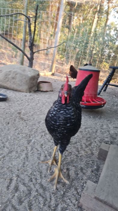 Galo cruzado de "galinhas ovos azuis"