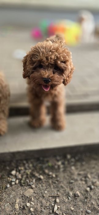 Cavapoo /maleńka dziewczynka