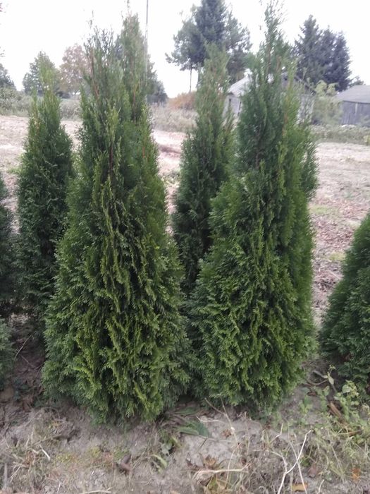 Tuja tuje szmaragd 150cm wysokie ładne