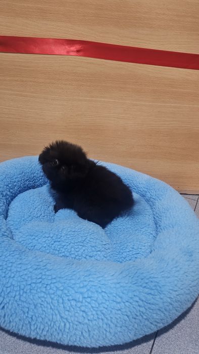 Pequinês preto macho