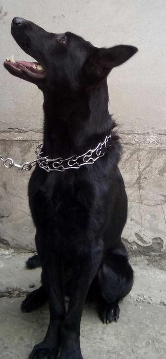 продам щенка немецкой овчарки 3.5 мес, мальчик