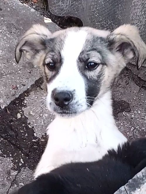 Цуценятко Інала в добрі руки