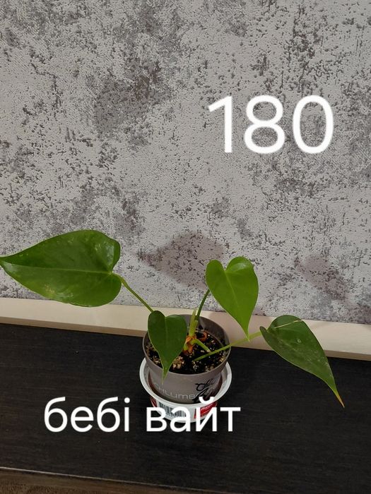 Поділки антуріумівв более 30 сортовв