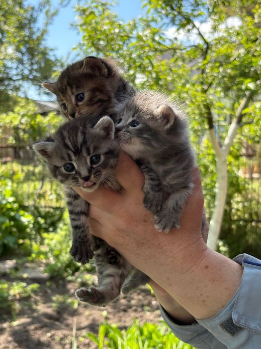 Котенята безкоштовно
