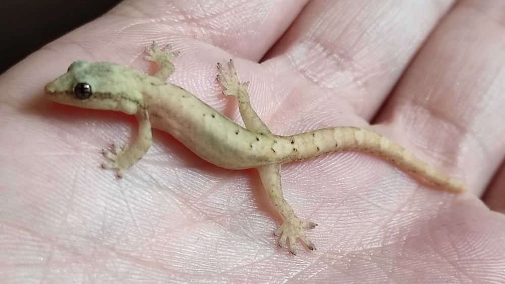 Gekony płaczące 6-7  miesiący 2 sztuki