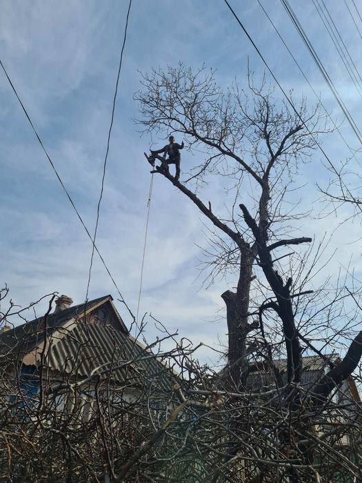 Спил и обрезка деревьев, Кривой Рог и Днепр