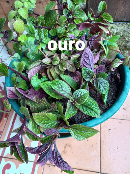Plantas de incenso; mirra e ouro