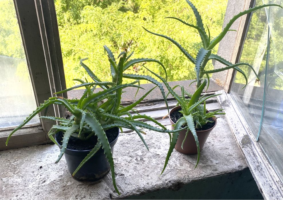 Алое деревоподібне (столітник)