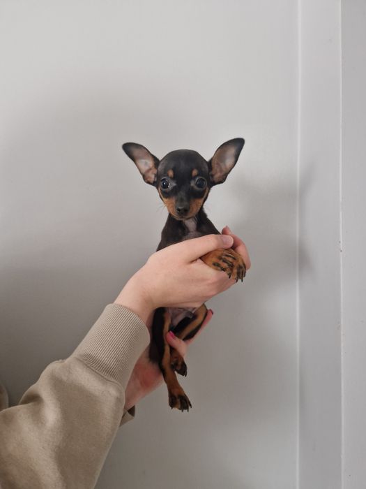 Pinczer miniaturowy ratlerek mini LALECZKI rodowód chip