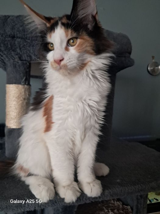 Kotka rasy Maine Coon