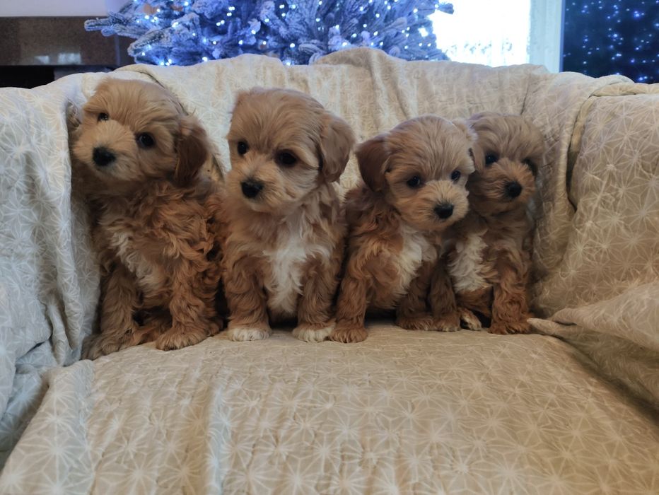 Мальтіпу Ф1 д.н. 11.10.25