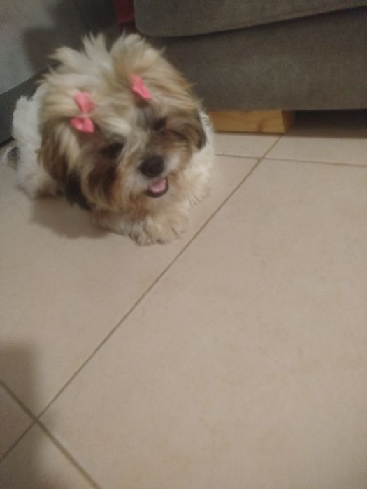 Shih tzu lindíssimo