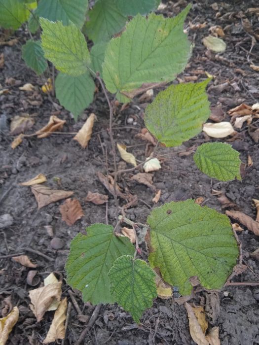 Фундук краснолистный,большие саженцы