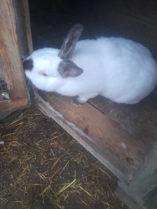 Kalifornijski czarny