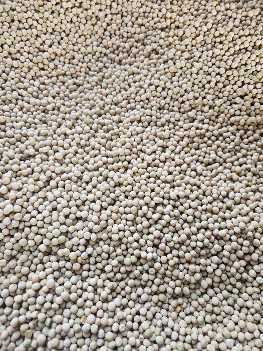 Groch ozimy Dexter rok po centrali