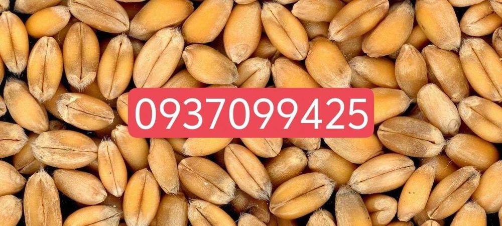 Продам пшеницю та ячмінь