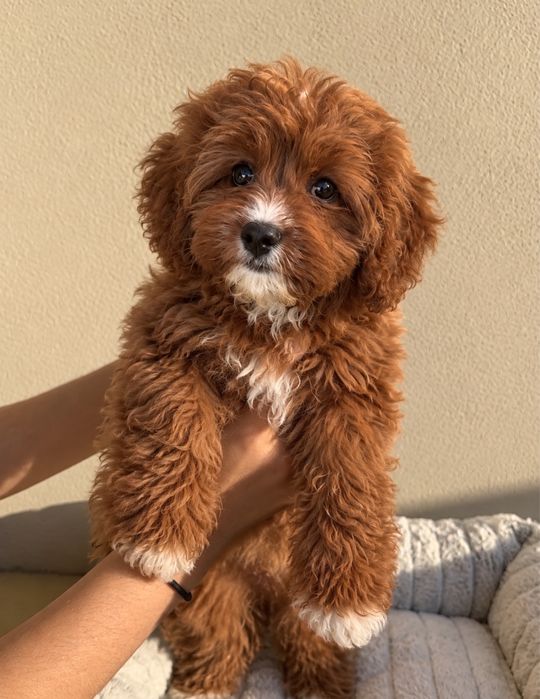 UNIKAT Cavapoo mini piękny chłopiec
