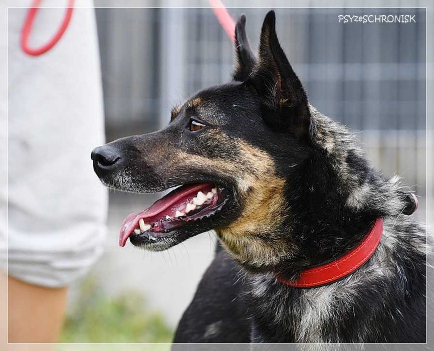 Kochany Fido szuka domu