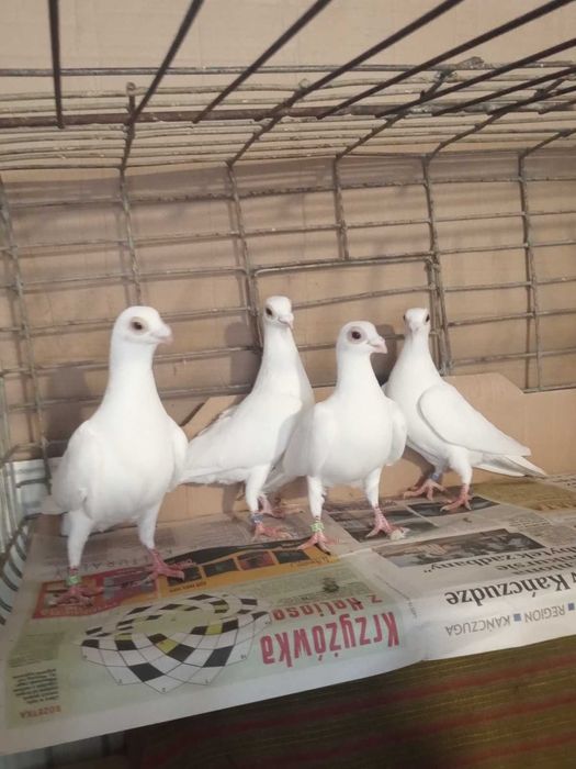 Brodawczak/Brodawczaki: 2 PARY (120 zł/para)