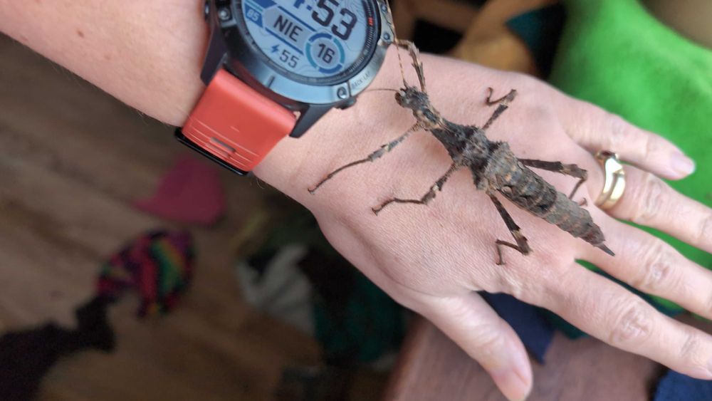 Straszyk filipiński straszyk north luzon