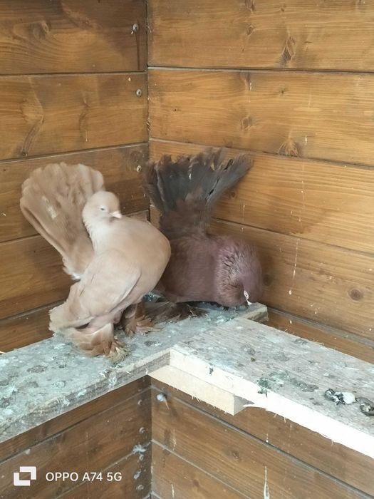 Kaczuny gołębie ozdobne