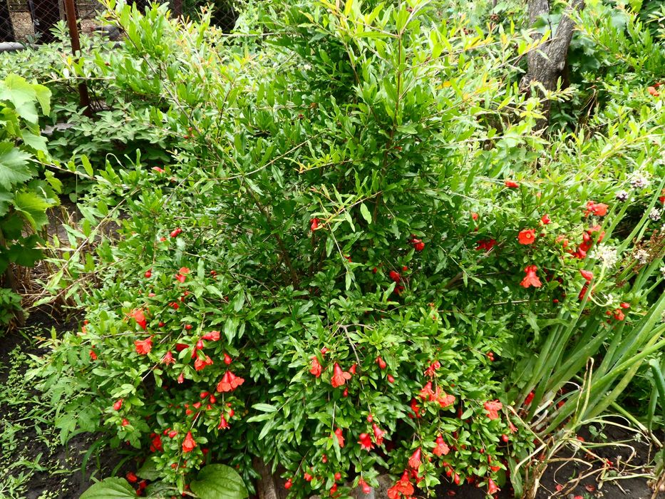 Гранаты Сортовые , разные саженцы.  Разные Сорта.