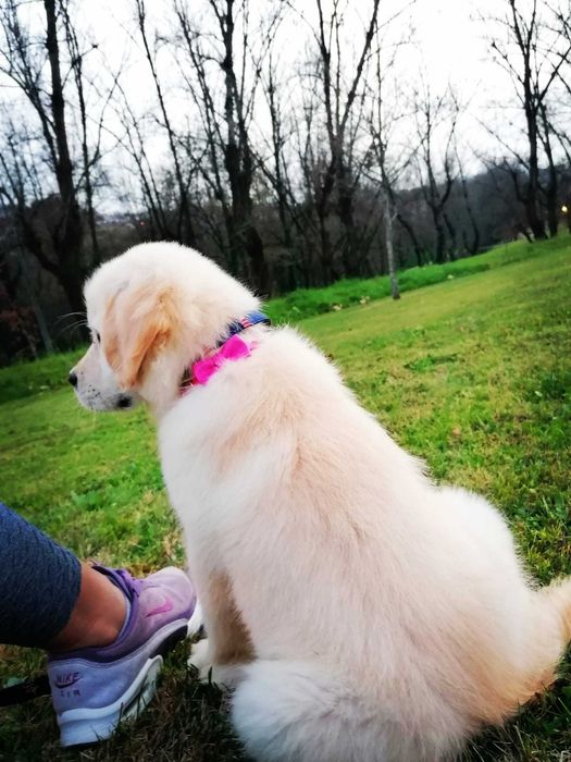 Princesa Golden Retriever com LOP