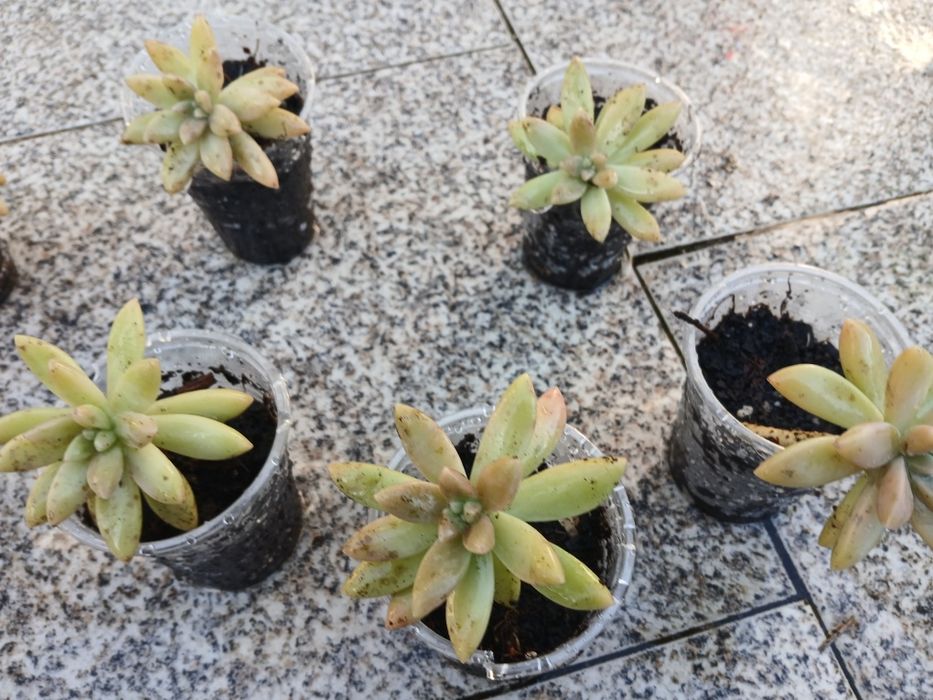 Suculentas enraizadas