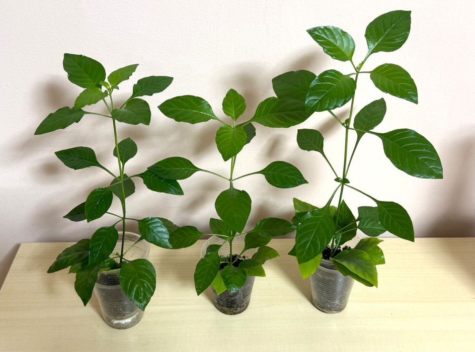 Спатифиллум , Гибискус, Кроссандра, Сциндапсус, Рождественник