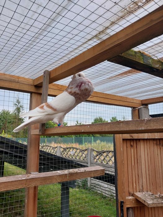 Gołebie garłacze ślaskie koroniaste