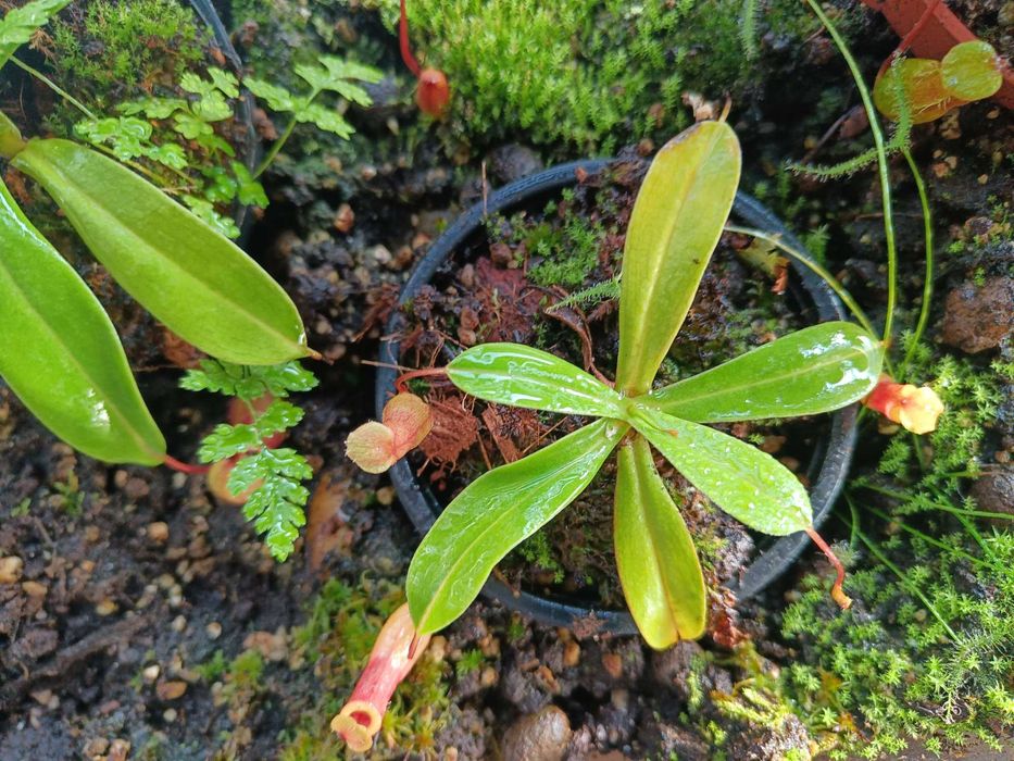 Dzbanecznik - roślina owadożerna